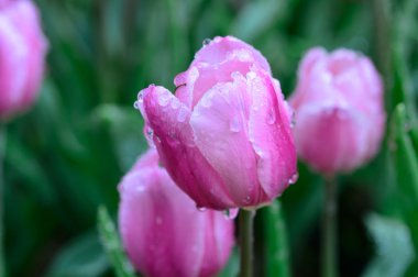 Pembe laleler alanı