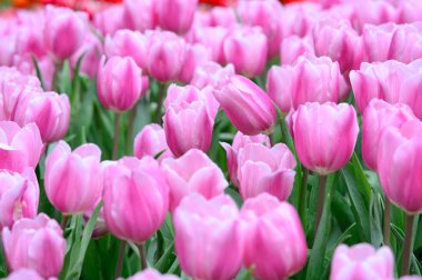 Pembe laleler alanı