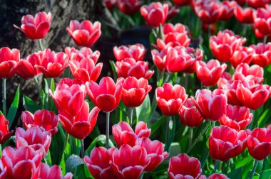 kırmızı lale alan