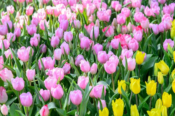 Campo de tulipanes rosa y amarillo —  Fotos de Stock