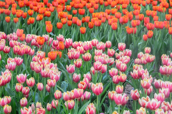 Rosa und rote Tulpen — Stockfoto