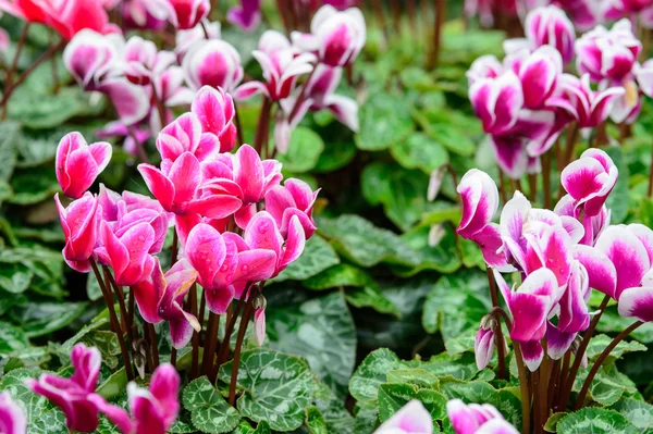 Pink flowers — Stock Photo, Image