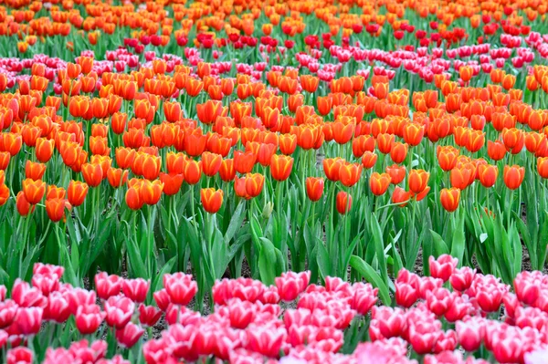 Tulipanes rosados y rojos —  Fotos de Stock