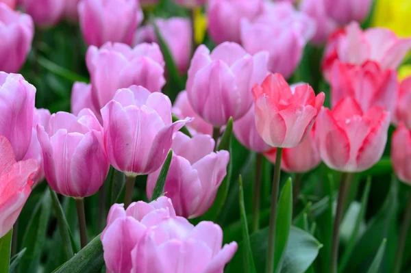 Campo de tulipanes rosa —  Fotos de Stock