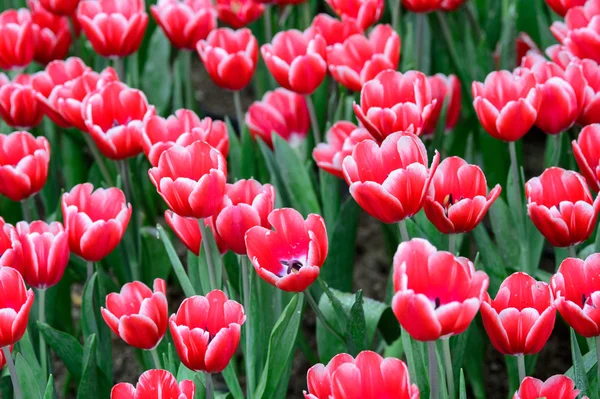 Campo rojo tulipanes —  Fotos de Stock