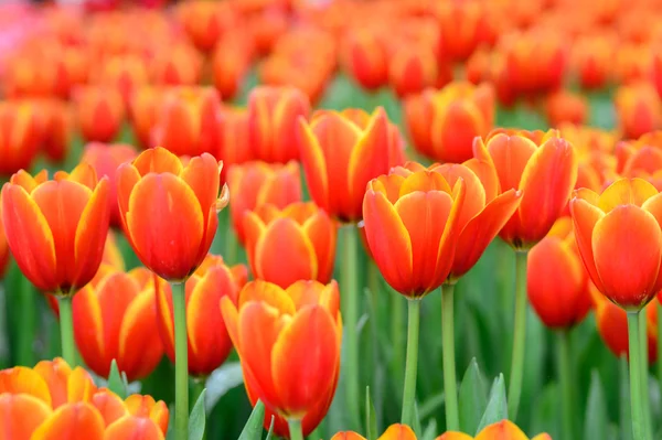 Oranje tulpen — Stockfoto