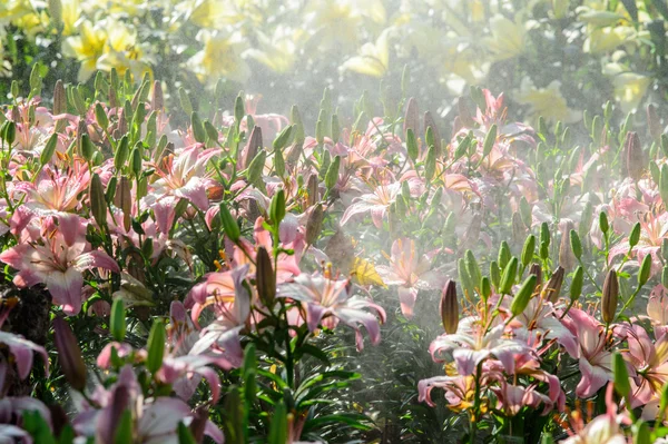 Lily blommor i morgondimman — Stockfoto