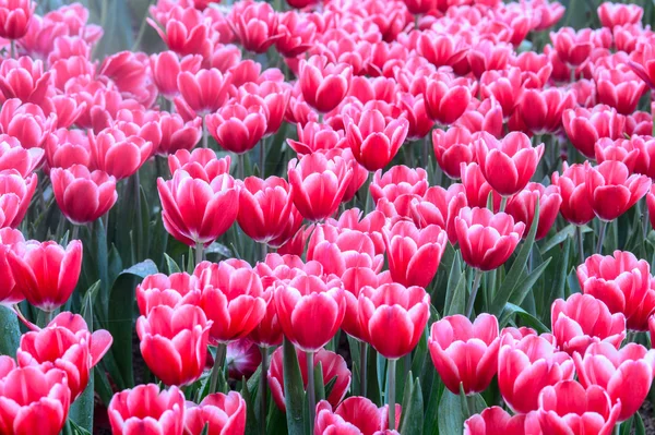 Red tulips field — Stock Photo, Image