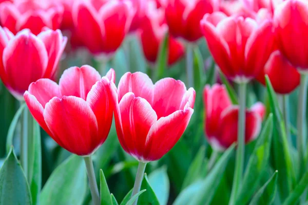 Campo rojo tulipanes —  Fotos de Stock