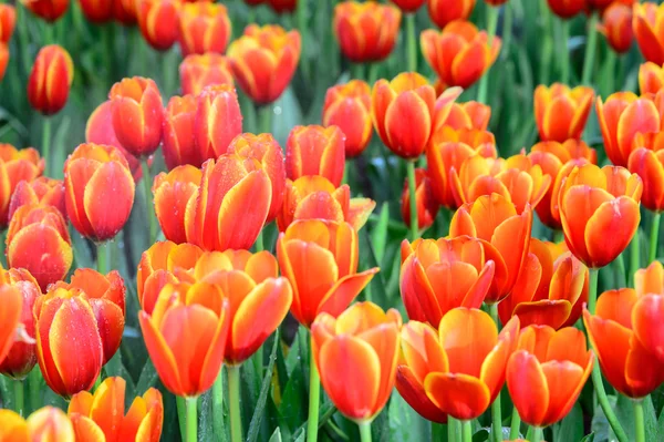 Pomarańczowe tulipany — Zdjęcie stockowe