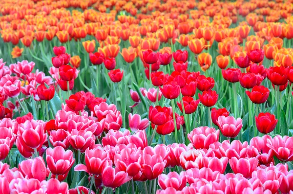 Campo di tulipani — Foto Stock