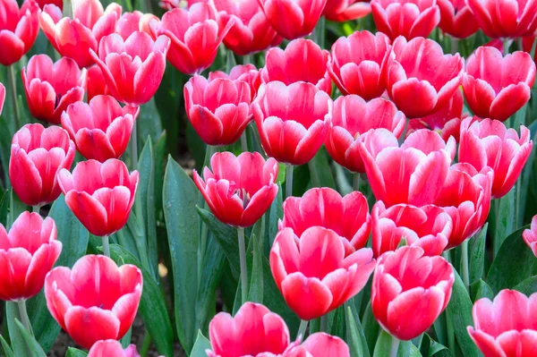 Campo de tulipanes rosa —  Fotos de Stock