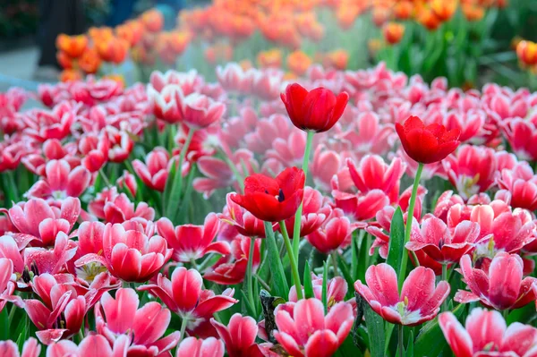 Campo de tulipas vermelho e laranja — Fotografia de Stock