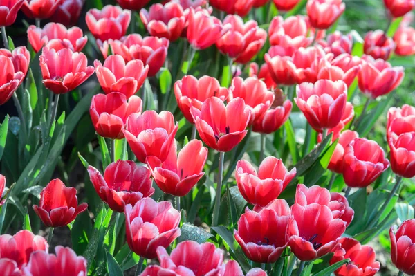 Red tulips field — Stock Photo, Image