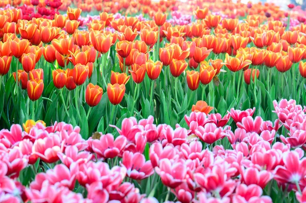 Campo de tulipas coloridas — Fotografia de Stock