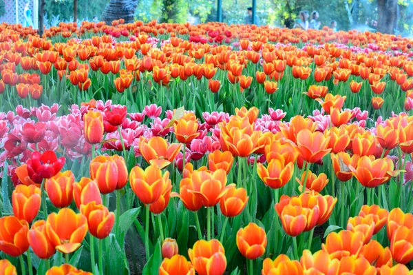 Barevné tulipány pole — Stock fotografie