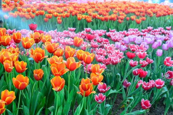 Colorful tulips field — Stock Photo, Image