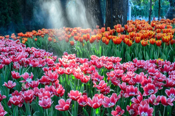Campo de tulipas vermelho e rosa — Fotografia de Stock