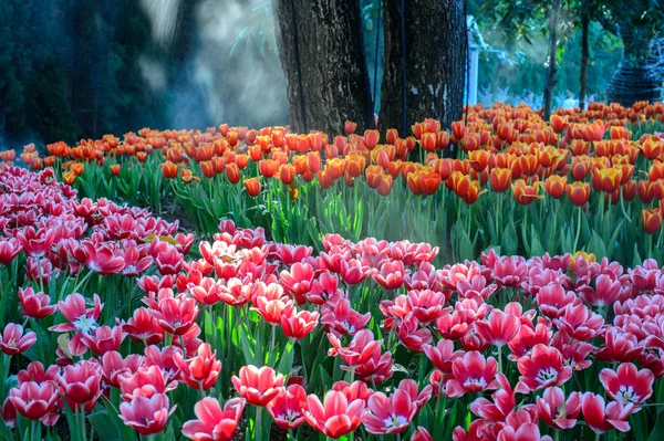 Pole czerwone i różowe tulipany — Zdjęcie stockowe