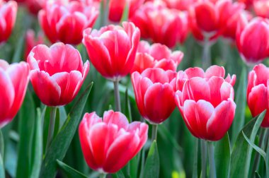 kırmızı lale alan 