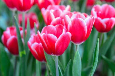 kırmızı lale alan 