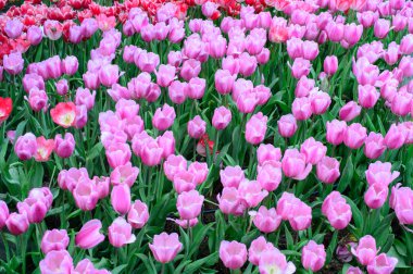Pembe Laleler