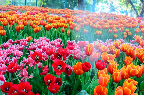 Kolorowe tulipany pole — Zdjęcie stockowe