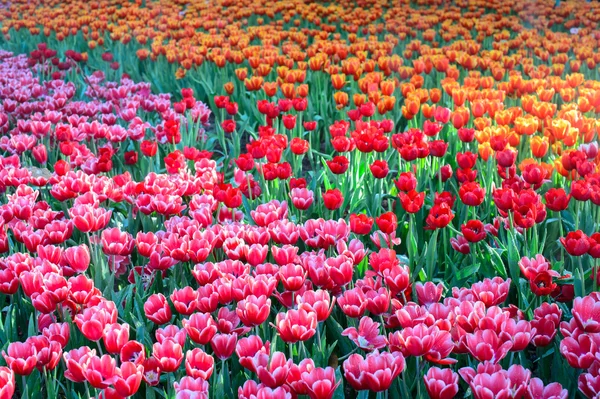 Campo de tulipanes rojo y rosa — Foto de Stock