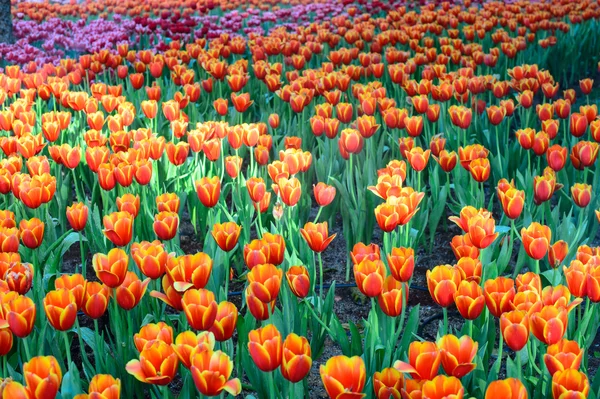 Orange tulips — Stock Photo, Image