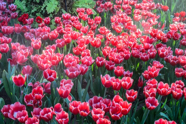 Feltet Røde tulipaner – stockfoto