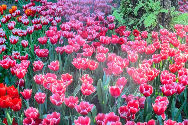 Campo de tulipanes rosa —  Fotos de Stock