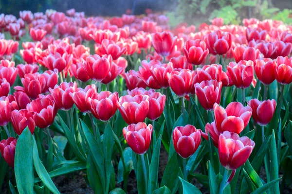 Rote Tulpenfelder — Stockfoto