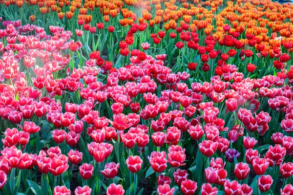 Červené a růžové tulipány pole — Stock fotografie
