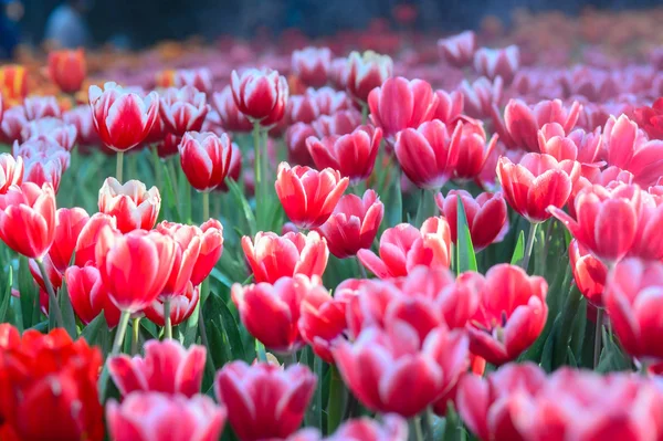 Campo rojo tulipanes —  Fotos de Stock