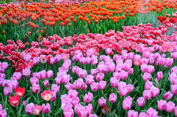 Roze en rode tulpen — Stockfoto