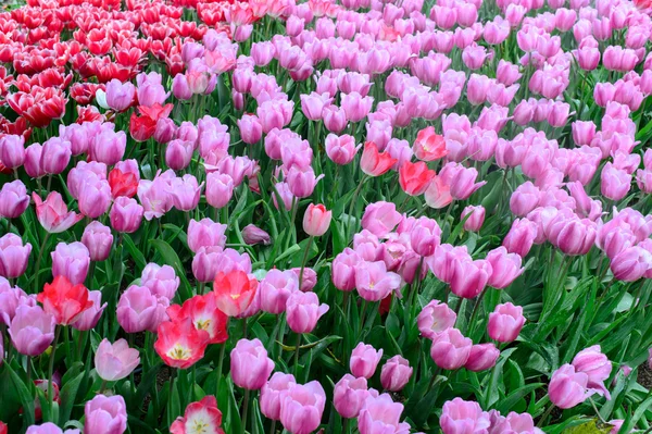 Roze en rode tulpen — Stockfoto