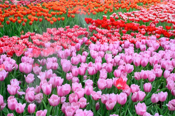 Tulipanes rosados y rojos — Foto de Stock