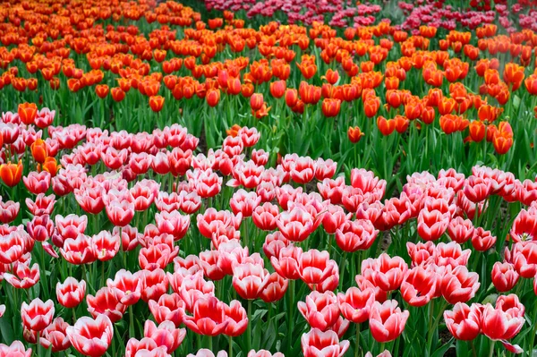 Rode en roze tulpen veld — Stockfoto