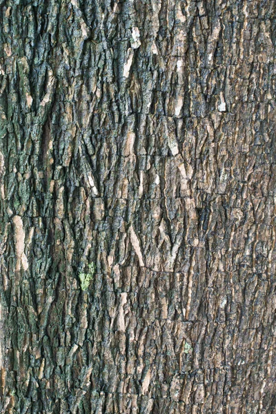 Struttura della corteccia di legno — Foto Stock