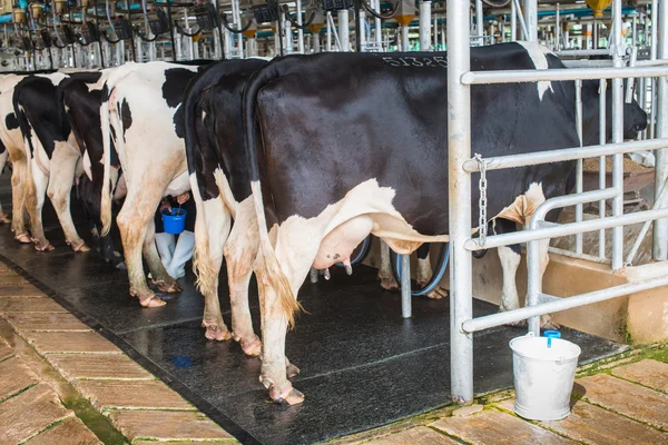 Gemechaniseerde melkapparatuur — Stockfoto