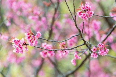 pembe sakura çiçekler