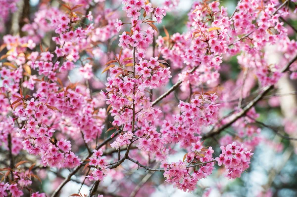 Flores de sakura rosa — Foto de Stock