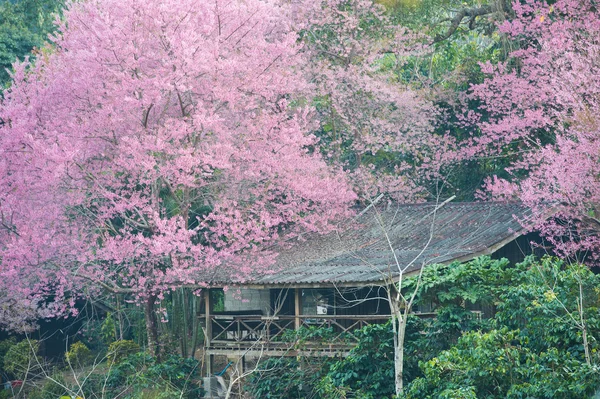 Fiori di sakura rosa con vecchia casa — Foto Stock