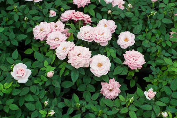 Roze rozen bloeien in de tuin — Stockfoto