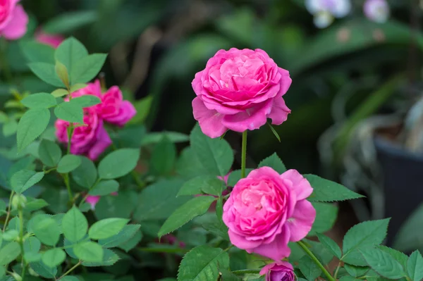 Rosa rosor blommar i trädgården — Stockfoto