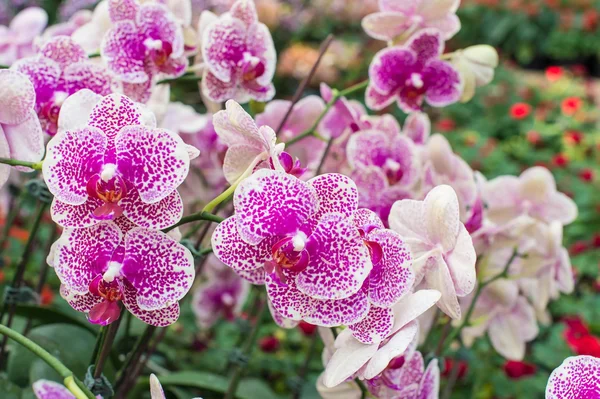 Pink orchid flowers in the garden — Stock Photo, Image