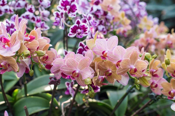 Růžové orchidej květiny v zahradě — Stock fotografie