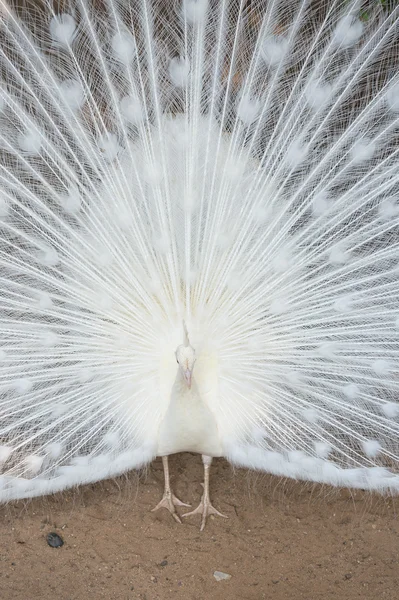 Zarif beyaz tavus kuşu