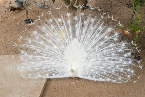 Elegant White peacock — Stock Photo, Image