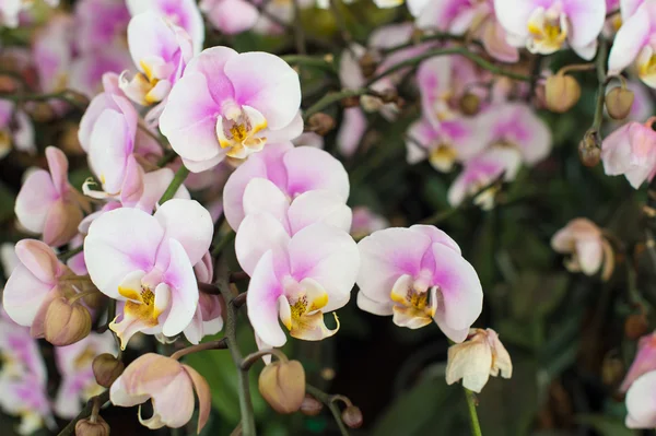 Pink orchid flowers in the garden — Stock Photo, Image